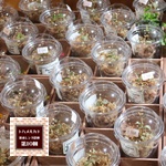 A.GAVE,2025年6月1日開催ボタニカルフェス,トハメルカド境赤レンガ倉庫第10回,ボタニカルフェス,レイニーフェス,ワークショップ,手作り市,伊勢崎市イベント,群馬県マルシェ,植物イベント,主催株式会社多肉永遠