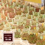 JYURIN'S SUCCULENTS ,2025年6月1日開催ボタニカルフェス,トハメルカド境赤レンガ倉庫第10回,ボタニカルフェス,レイニーフェス,ワークショップ,手作り市,伊勢崎市イベント,群馬県マルシェ,植物イベント,主催株式会社多肉永遠